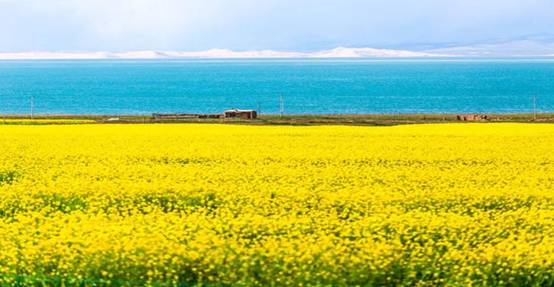 1588558384286698.jpg 油菜花